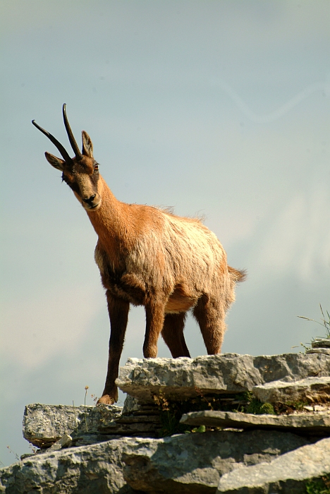 Camoscio d''Abruzzo Rupicapra pyrenaica ornata